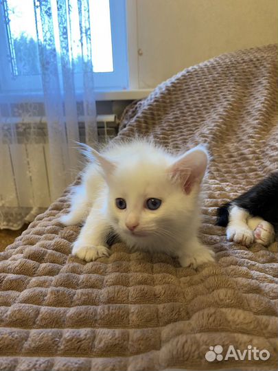 Котенок в добрые руки (девочка)