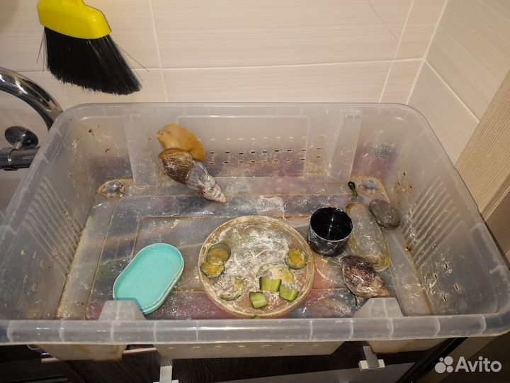 Улитки ахатины