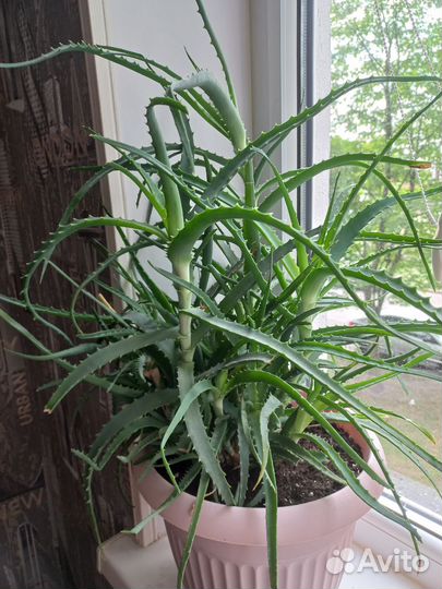 Алоэ столетник