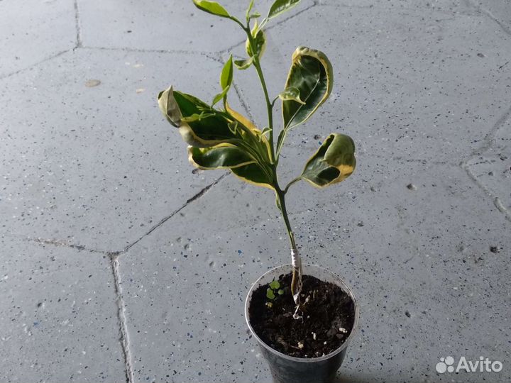 Апельсин привитые варегатный Торокко