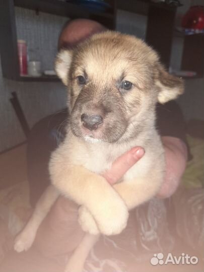 Щенки алабая