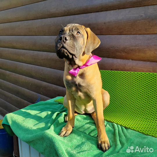 Бульмастиф