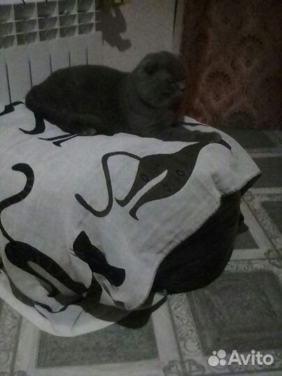 Кот