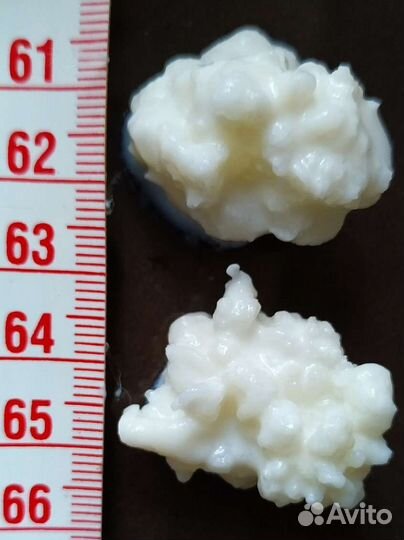 Кефирный тибетский молочный гриб. Бул. Комарова