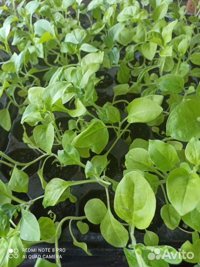 Петуния ампельная рассада