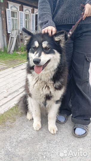 Аляскинский маламут