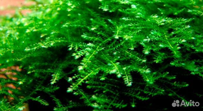 Криптокарина,роголистник,пистия,мох яванский,крисм