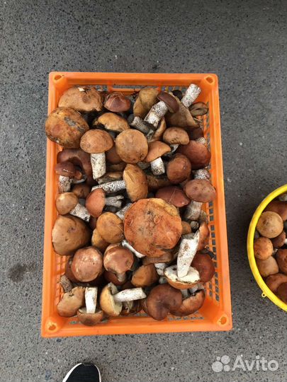 Грибы красноголовики