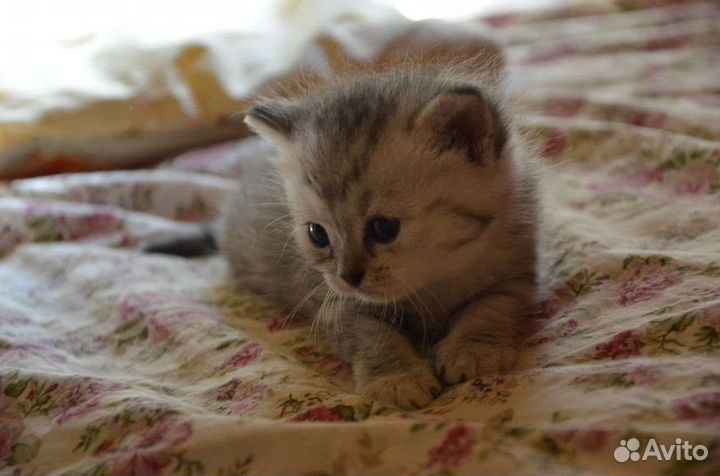 Шотландские котята