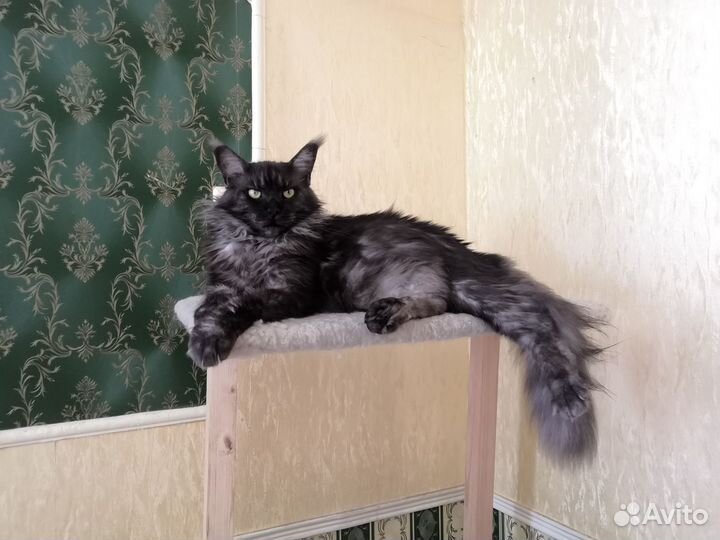 Котята мейн-кун