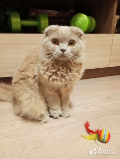 Котята шотландской вислоухой породы