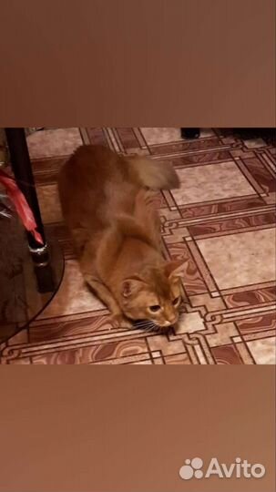 Сомалийские коты