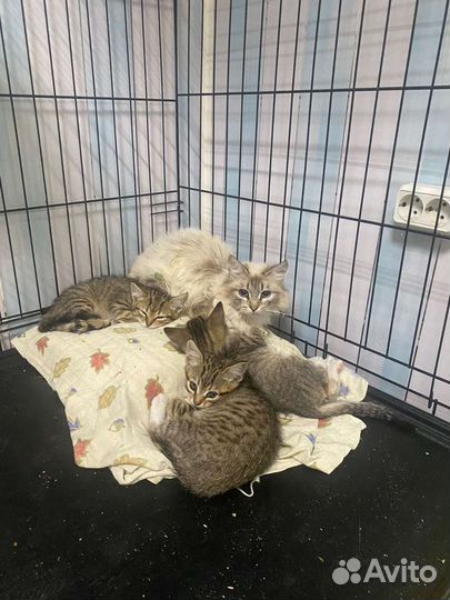 Котятки в добрые руки