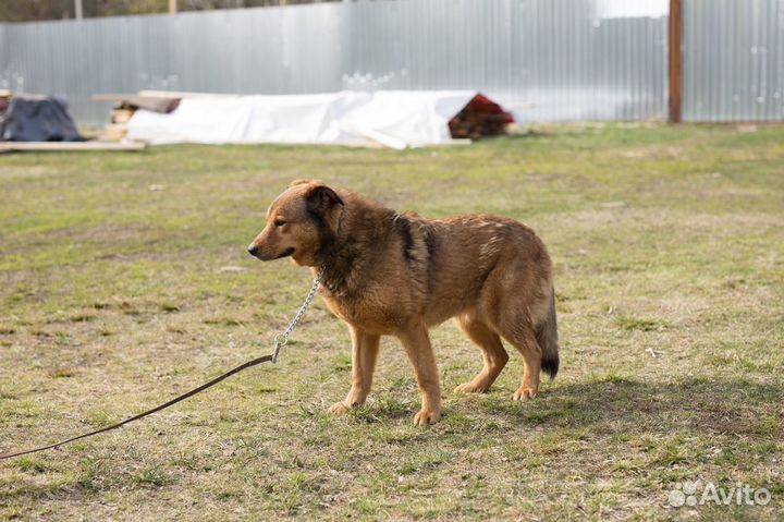 Отдам в добрые руки