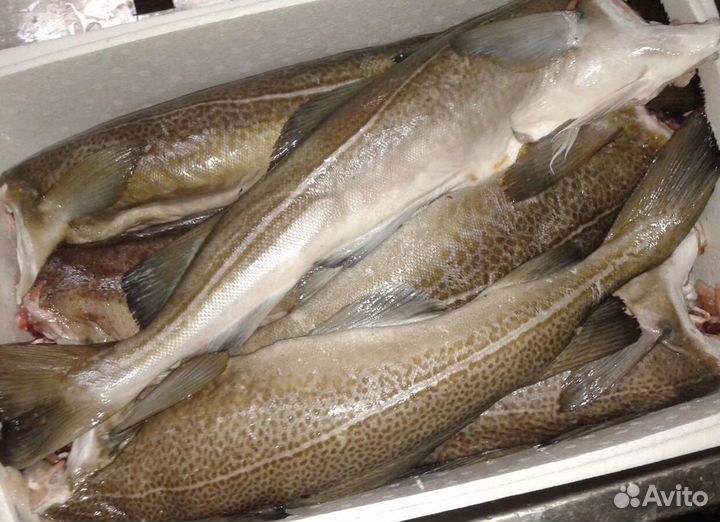 Рыба деликатес икра семга