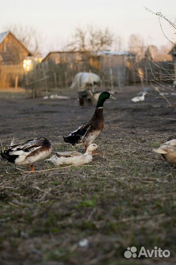 Инкуб. яйцо и утята индийский бегунок и агидель
