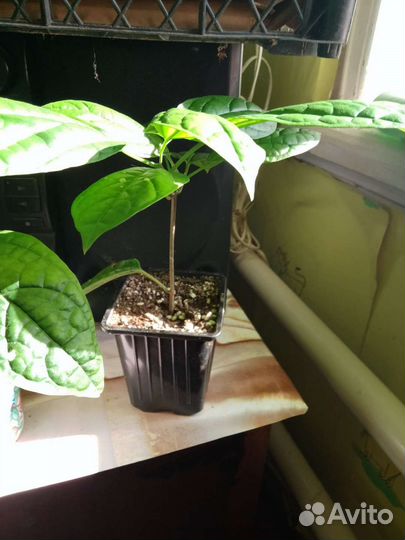 Клеродендрум томпсон