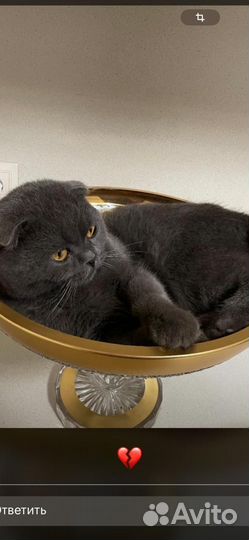 Дайна цицк. Кот