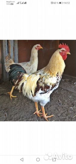 Петушки породы Юрловские голосистые