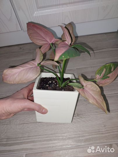 Сингониум ред спот