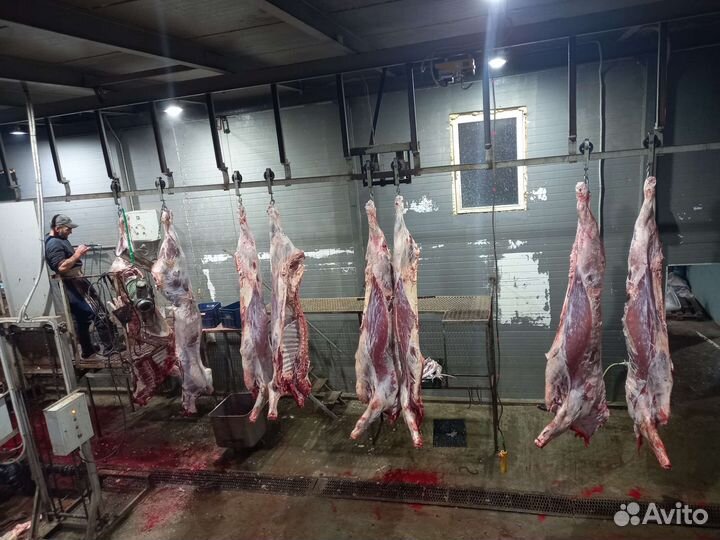 Продам мясо говядина оптом Халял