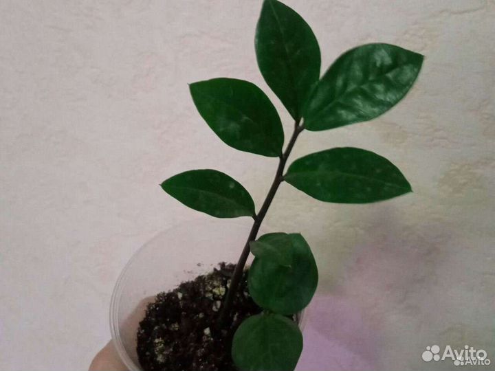 Замиокулькас, фикус каучуконосный