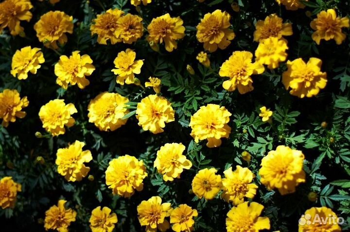 Рассада цветов и овощей