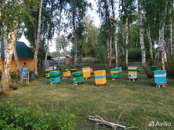 Пчелы на высадку (Башкирской породы)