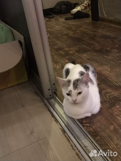 Котенка в добрые руки