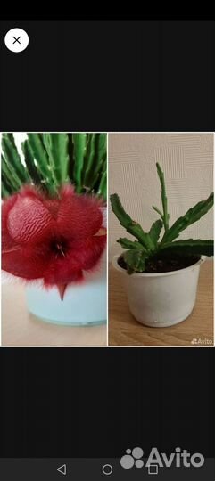 Кактус и суккуленты
