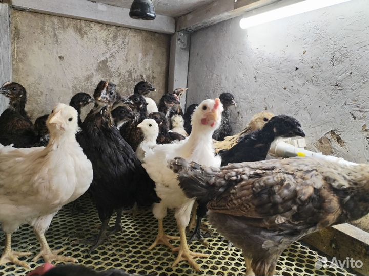 Цыплята 1 месяц