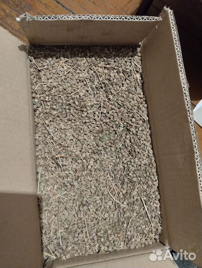 Семена красный бурака