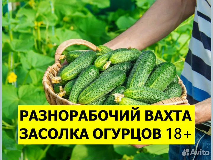 Разнорабочий вахта 18+ Фасовка огурцов