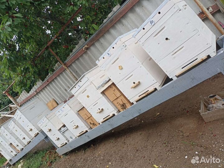 Курсы пчеловодства на пасеке