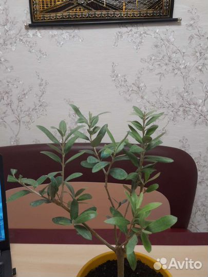 Оливковое дерево