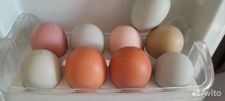 Инкубационное яйцо