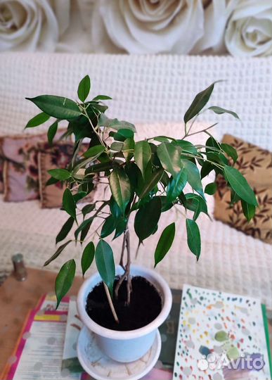 Фикус Бенджамина