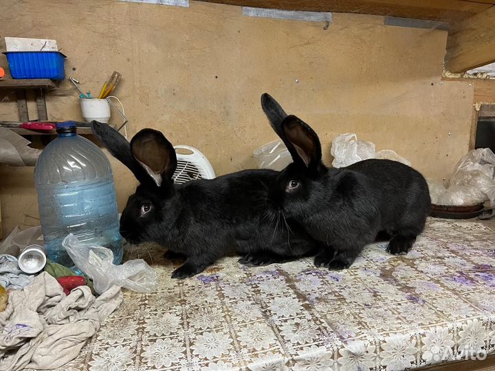 Кролики ризен