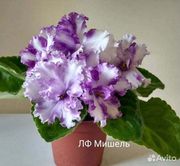 Детки фиалок