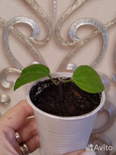 Клеродендрум Томсона, остался 1