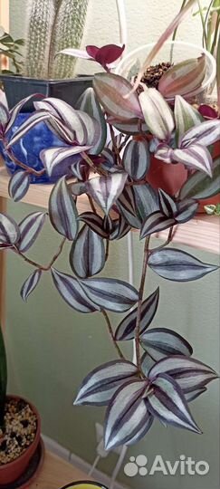 Традесканция