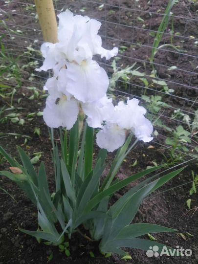 Цветы. Ирисы бородатые