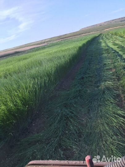 Сено луговое разнотравие