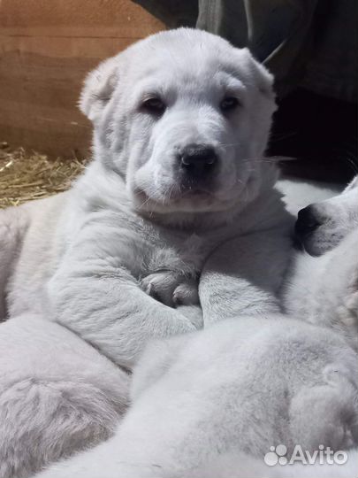 Медвежата. щенки сао (Алабай)