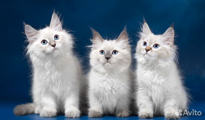 Невские котята