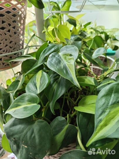 Традесканция, эпипремнумы, филодендрон