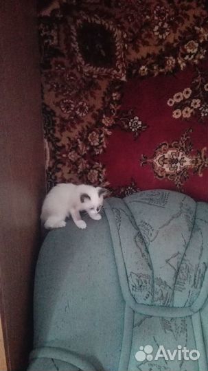 Котёнок