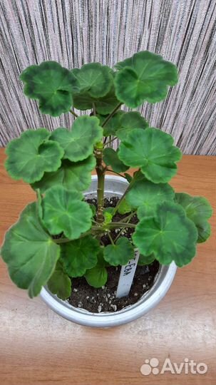 Пеларгония