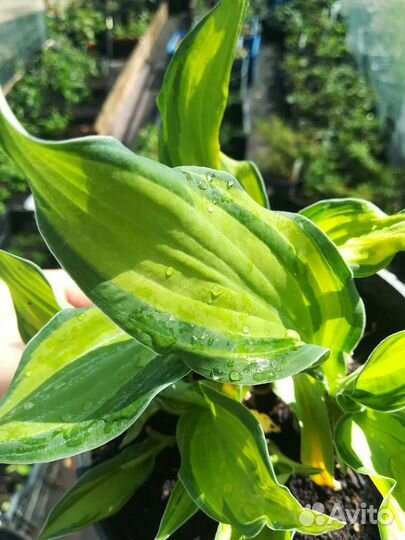 Гвоздика травянка, хоста