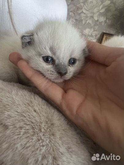 Котята От британской кошки